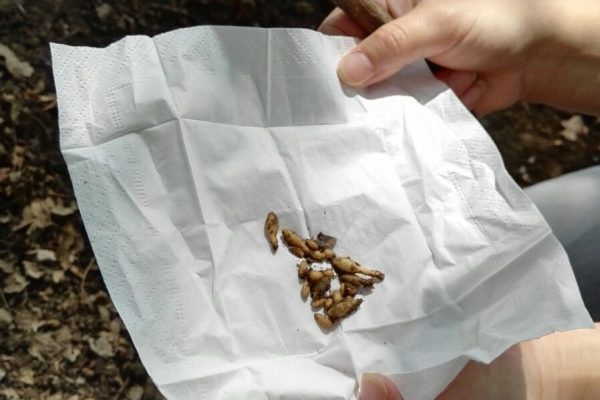 Pelerinajul la Maria Radna – 2017